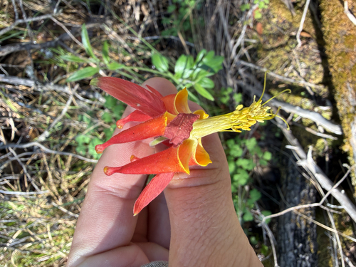 Van houtte's columbine