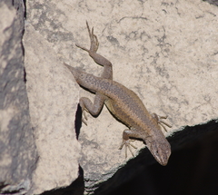 Liolaemus carlosgarini