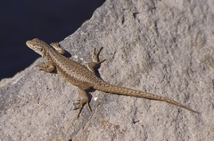 Liolaemus carlosgarini