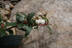 Gaultheria hispida