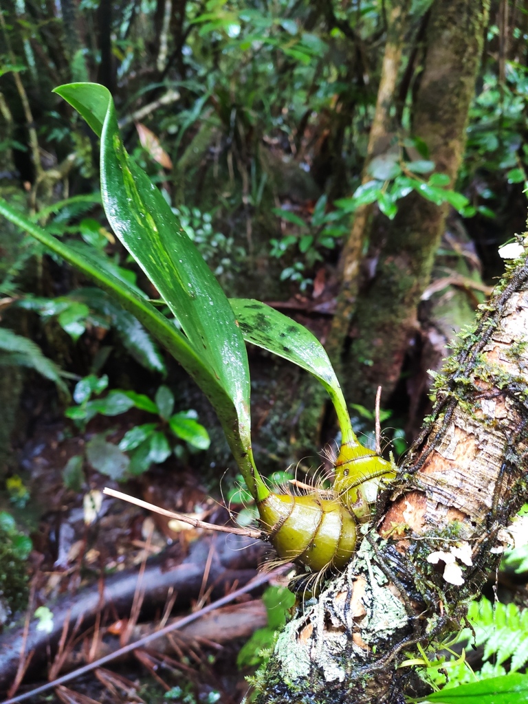 Dendrobium muricatum Finet 3