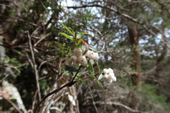 Gaultheria hispida