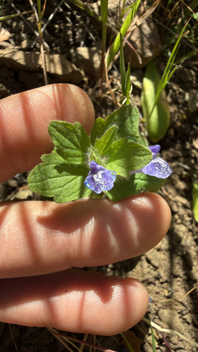Scutellaria tuberosa, photograph 1