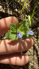 Scutellaria tuberosa