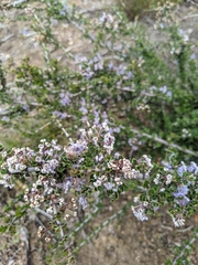 Ceanothus rigidus