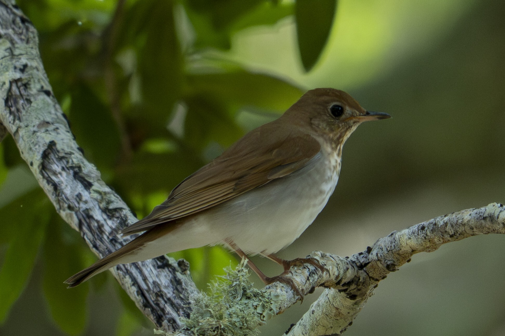 Veery (Catharus fuscescens), photo 4