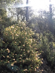 Diplacus grandiflorus