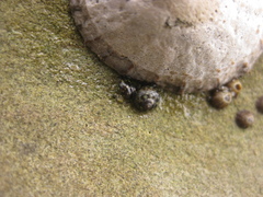 Micrelenchus tessellatus