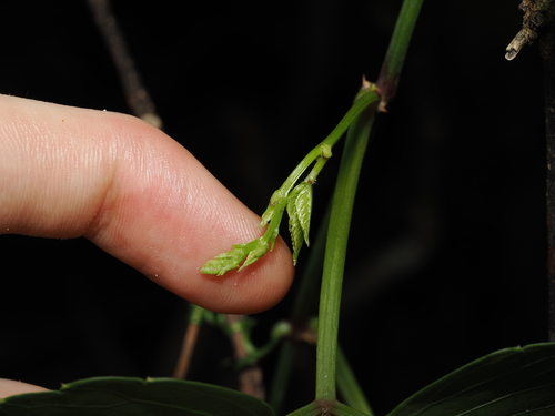 Causonis trifolia, photograph 4