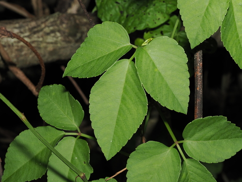 Causonis trifolia, photograph 3