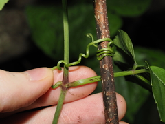 Causonis trifolia, photograph (c) Thomas Mesaglio, some rights reserved (CC BY)