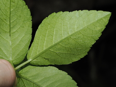 Causonis trifolia, photograph (c) Thomas Mesaglio, some rights reserved (CC BY)