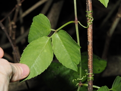 Causonis trifolia, photograph (c) Thomas Mesaglio, some rights reserved (CC BY)