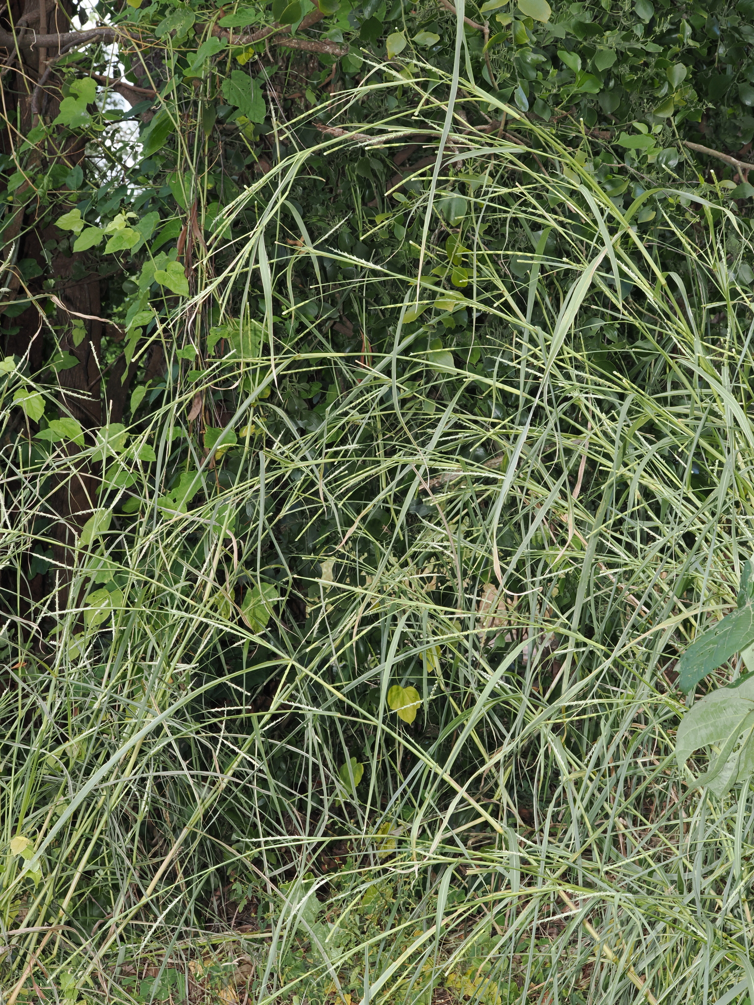 Imagem de Rottboellia cochinchinensis