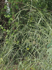 (c) Thomas Mesaglio, some rights reserved (CC BY) Rottboellia cochinchinensis, photograph (c) Thomas Mesaglio, some rights reserved (CC BY)