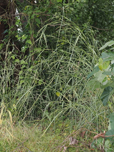 Rottboellia cochinchinensis, photograph 5