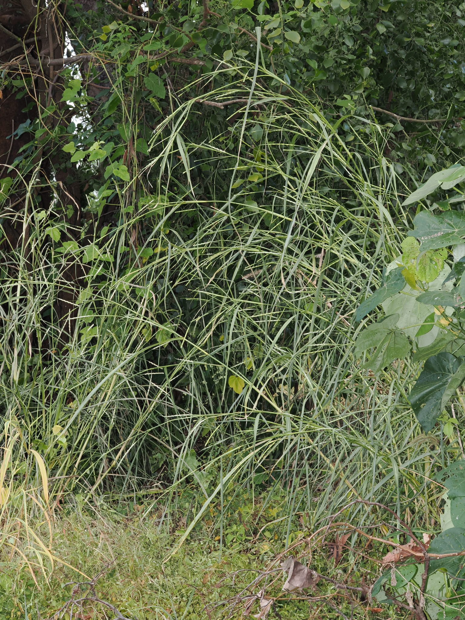 Imagem de Rottboellia cochinchinensis
