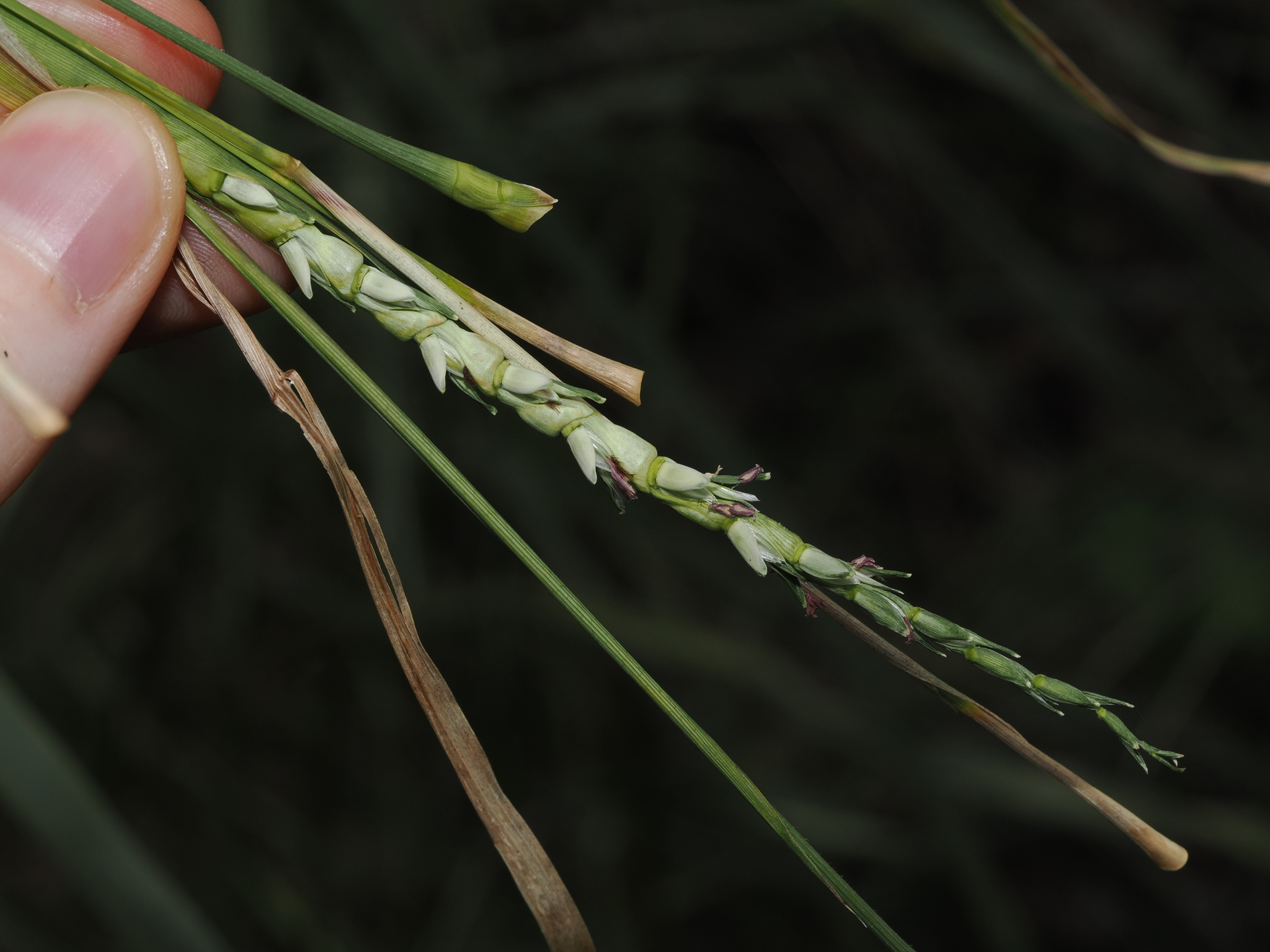 Imagem de Rottboellia cochinchinensis