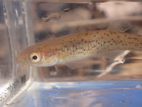 Stippled studfish (Fundulus bifax) — Fundulidae — 3