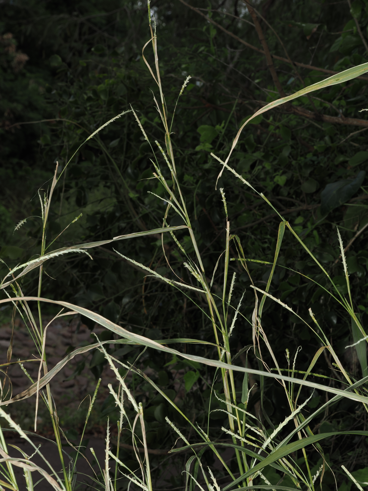 Imagem de Rottboellia cochinchinensis