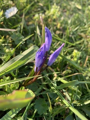 Scilla forbesii