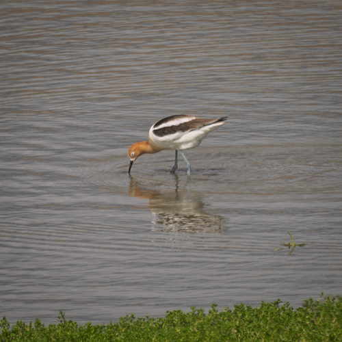 iNaturalist observation photo of American Avocet