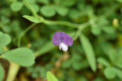 Lathyrus hirsutus