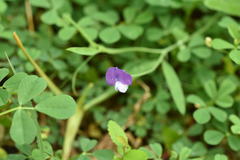 Lathyrus hirsutus