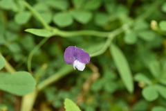 Lathyrus hirsutus