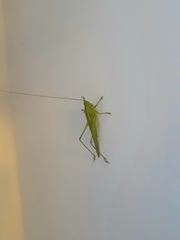 Conocephalus longipes