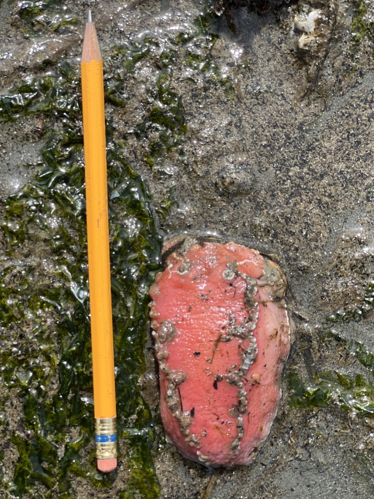 Pink Tritonid