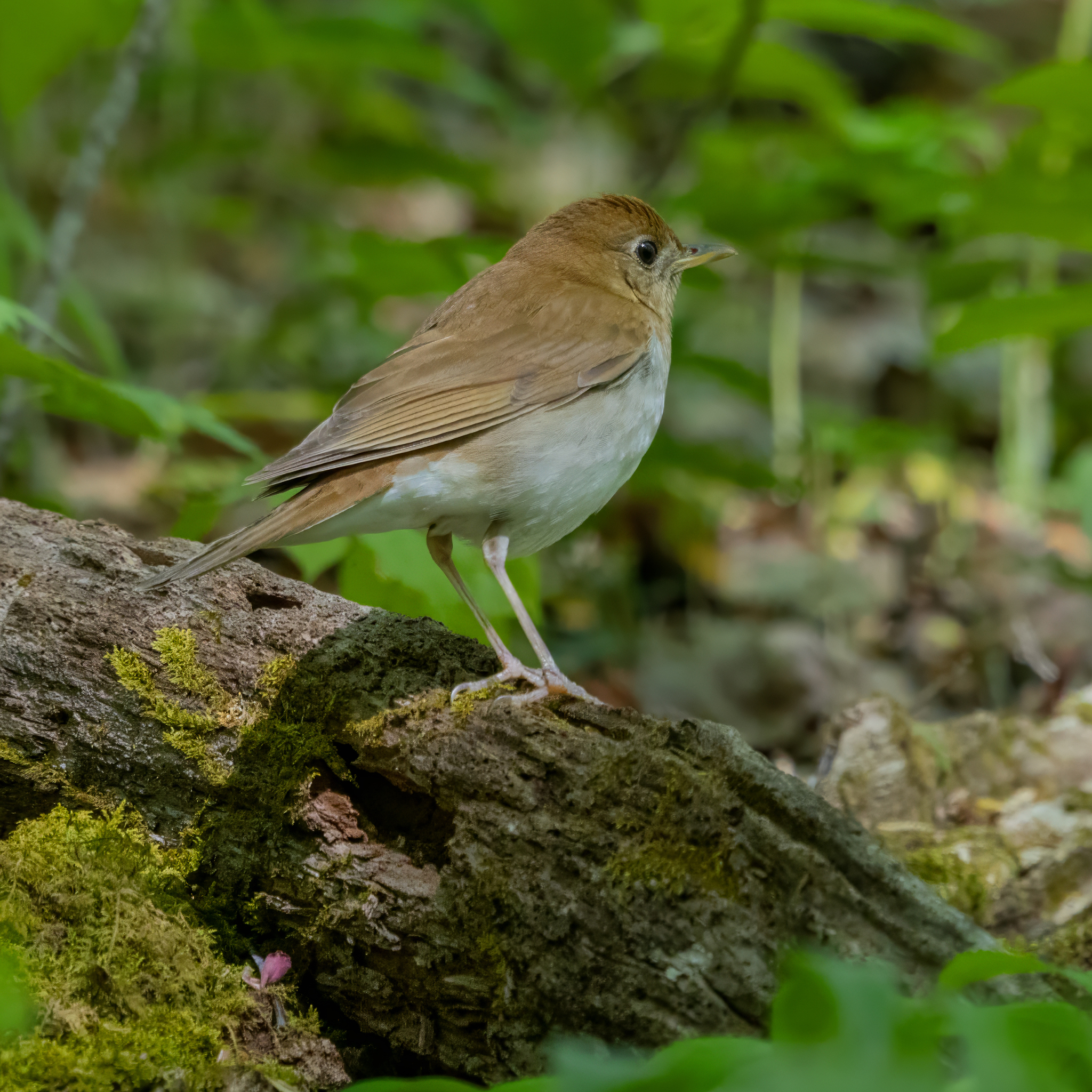 Veery (Catharus fuscescens), photo 3