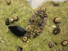 Plaxiphora caelata image