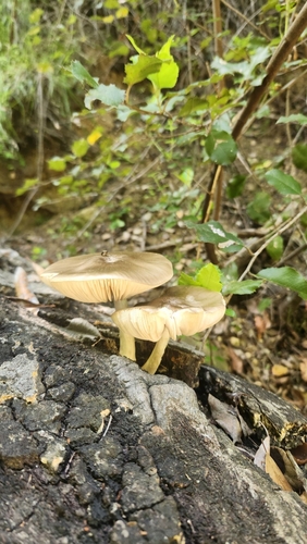 iNaturalist observation photo of Shields