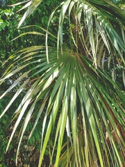 Thrinax