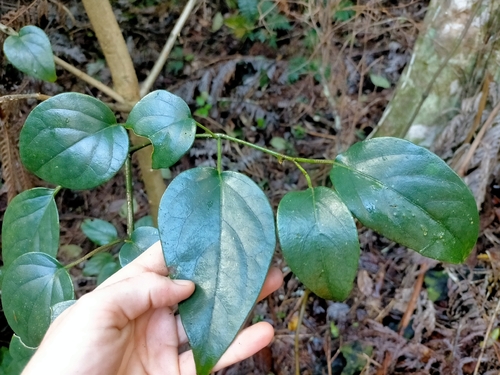 Ficus macrophylla