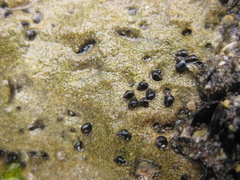 Eatoniella