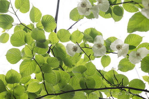 Davidia involucrata