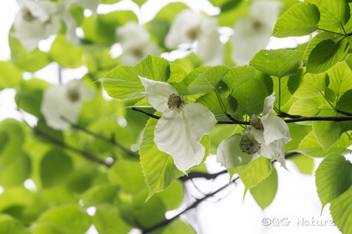 Davidia involucrata