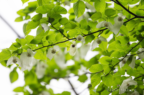 Davidia involucrata