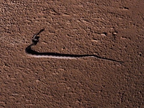 South American Banded Cat-eyed Snake