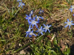 Scilla forbesii