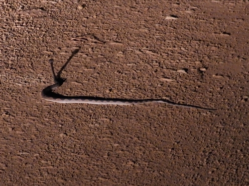 South American Banded Cat-eyed Snake