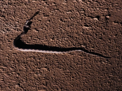 South American Banded Cat-eyed Snake