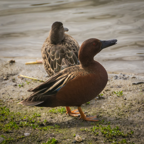 iNaturalist observation photo of Cinnamon Teal