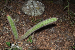 Nyctocereus serpentinus