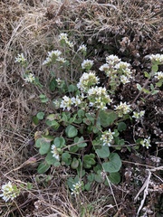 Cochlearia officinalis