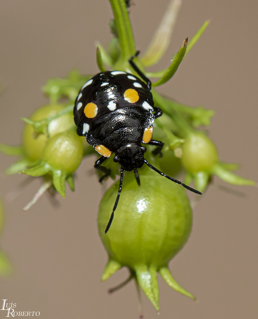 Chinavia brasicola