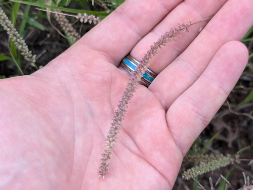 Tragus berteronianus observed 2026-04-18