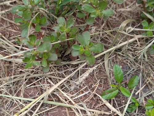 Portulaca oleracea observed 2026-04-18